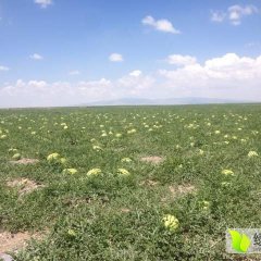 甘肃会宁金城西瓜是名优特产