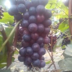 山东省莱西市大棚种植夏黑葡萄，品相佳