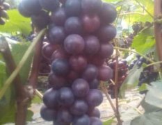 山东省莱西市大棚种植夏黑葡萄，品相佳