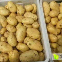 青岛胶南蔬菜基地大面积基地土豆