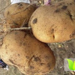 公主岭怀德东方7月荷兰十五土豆