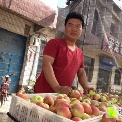 2016年山西运城临猗县北辛乡美国八号苹果