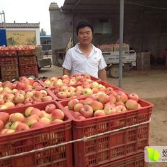 山西运城临猗北辛红嘎啦苹果著名品牌