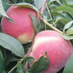 大荔蜜桃欢迎合作,陕西张波诚信合作