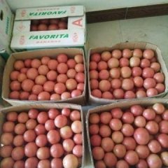 2016澄城我处种植西红柿历史悠久