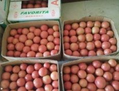2016澄城我处种植西红柿历史悠久