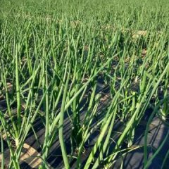 内蒙古九原红皮洋葱聚焦市场