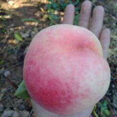 合阳新品种雪晶桃初步上市