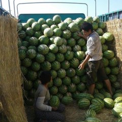 2016会宁西瓜再不来就没机会了！