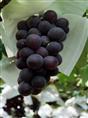 河北王盘葡萄生产每年盛产大量的美味葡萄