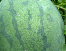 2016单县西瓜品种全，甜度高