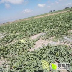 2016会宁西瓜再不来就没机会了！