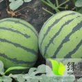 山东东明 1.9／斤京欣 冠龙 绿皮密龙 西瓜大量市