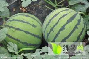 2019年山东东明京欣价格