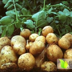 黑龙江五常尤金885土豆产销两旺