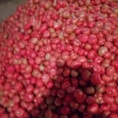 东昌府沙镇刘刚7月丽粉117西红柿