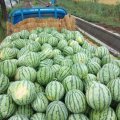 新沂西瓜 8424西瓜马上迎来全面上市