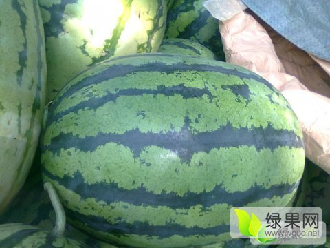 2016年河南扶沟8424西瓜价格