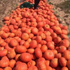 内蒙古乌拉特前旗黄金二号南瓜上市了