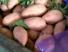 开封县范村张会6月龙署九号红薯
