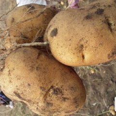 公主岭土豆何去何从怀德孙立才诚信合作