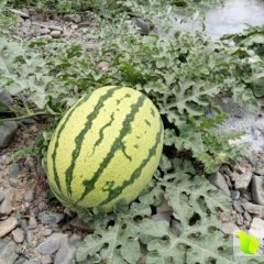 甘肃靖远高湾西瓜已经上市口感甜脆耐运输口名扬天下