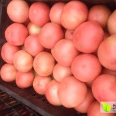 河南中牟硬粉西红柿；韩寺镇李建