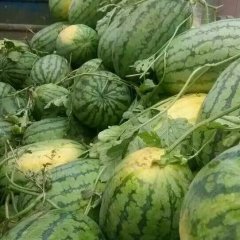 河南省夏邑县诚信合作社代销西瓜