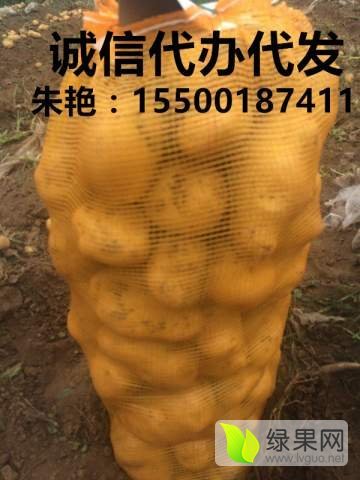 2016年吉林公主岭延薯四号价格