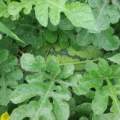 夏邑郭庄曹永杰7月花皮无籽西瓜