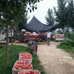 禹城市中辉6月靓粉西红柿