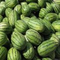 忻府忻定郭俊祥7月冠龙西瓜