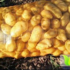 河北围场荷兰十五土豆上货量大