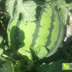 黑龙江绥化红旗西瓜沙瓤、口感甜爽