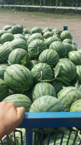 地雷瓜价格