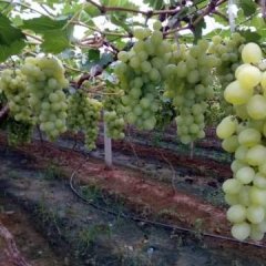 河北省广宗县北淤疃村维多利亚葡萄