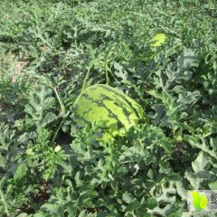 会宁西瓜营养丰富，有需要的联系