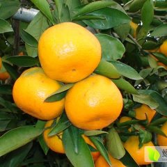 湖北宜昌温州密柑柑橘长势旺盛