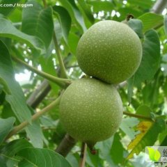 陕西大荔青皮核桃大量上市价格便宜