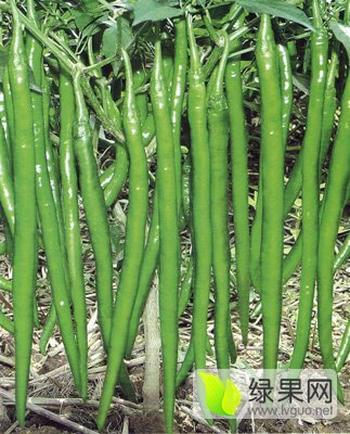 2016年山东惠民线椒价格