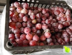 东莞市长征果品贸易有限公司专业代销红提