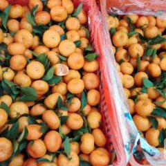 东莞市长征果品贸易有限公司专业代销柑橘