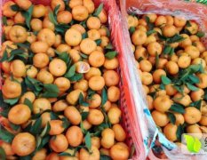 东莞市长征果品贸易有限公司专业代销柑橘