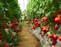西红柿大量在售15930091111