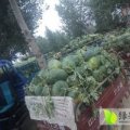 东明县万亩西瓜大量上市西瓜大降价