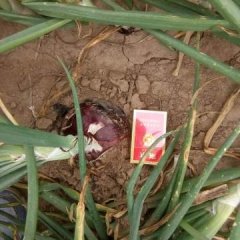 蒙古族自治区洋葱何去何从阜新齐鹏诚信合作