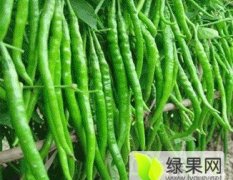 山西鲜辣椒最新价格