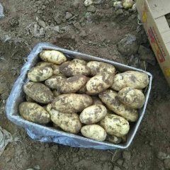 河北围场土豆即将上市
