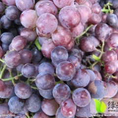 2016坊子大量葡萄基地，现已形成规模