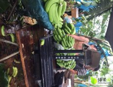 西乡塘香蕉质量保证，目前价格平稳